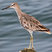 Willet